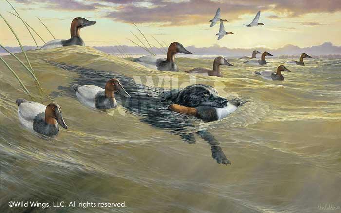 black-lab-retrieving-duck-art-print-by-ron-van-gilder-1913034056d.jpg
