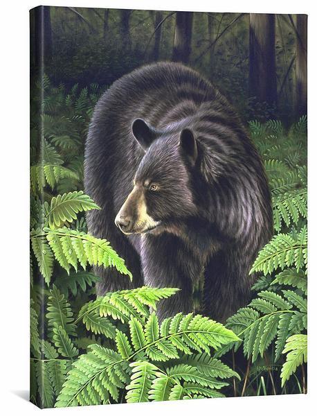 Bracken Hollow—Black Bear - 24" x 19" Gallery Wrapped Canvas