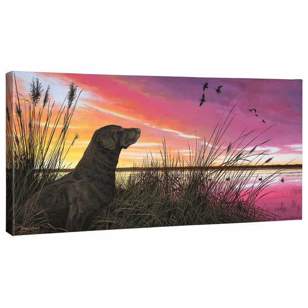 Breaking Cover—Chocolate Lab - 16" x 31" Gallery Wrapped Canvas