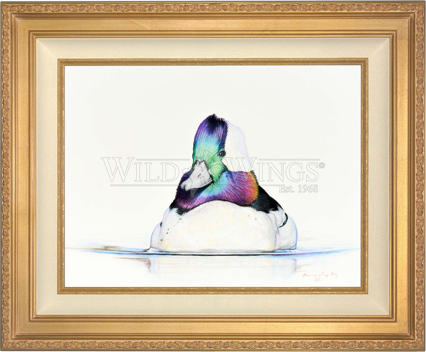 Bufflehead Study - Limited Edition Canvas