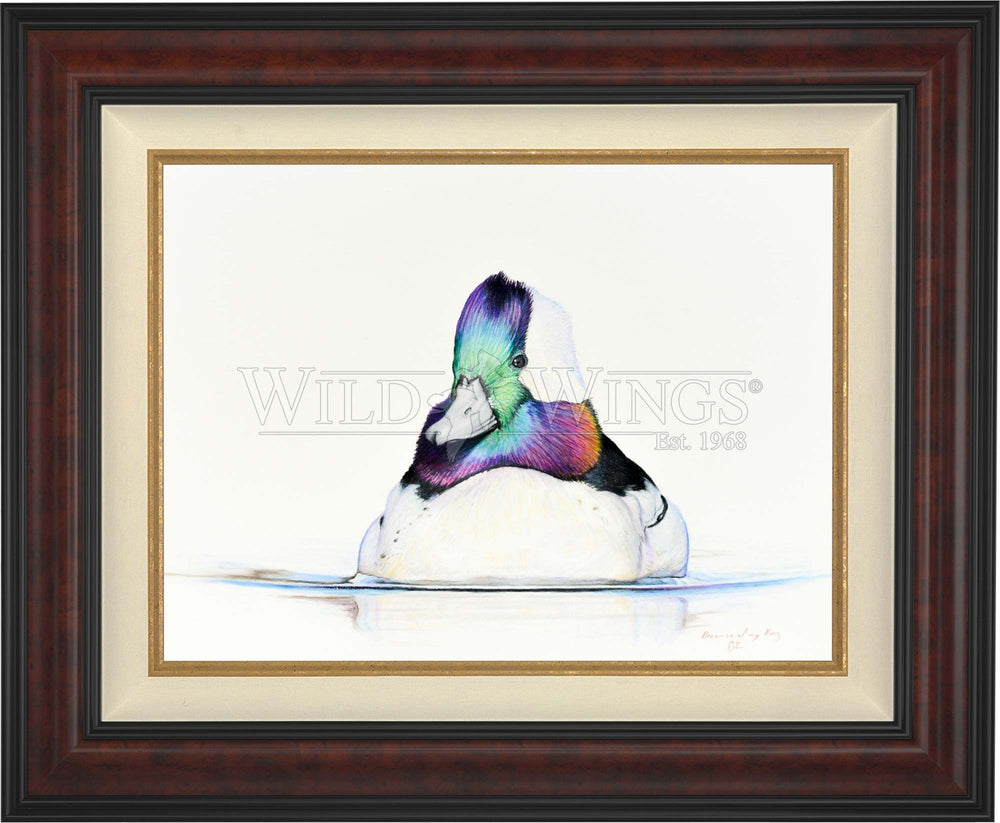 Bufflehead Study - Limited Edition Canvas