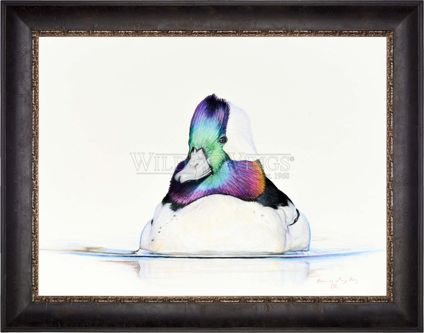 Bufflehead Study - Limited Edition Canvas