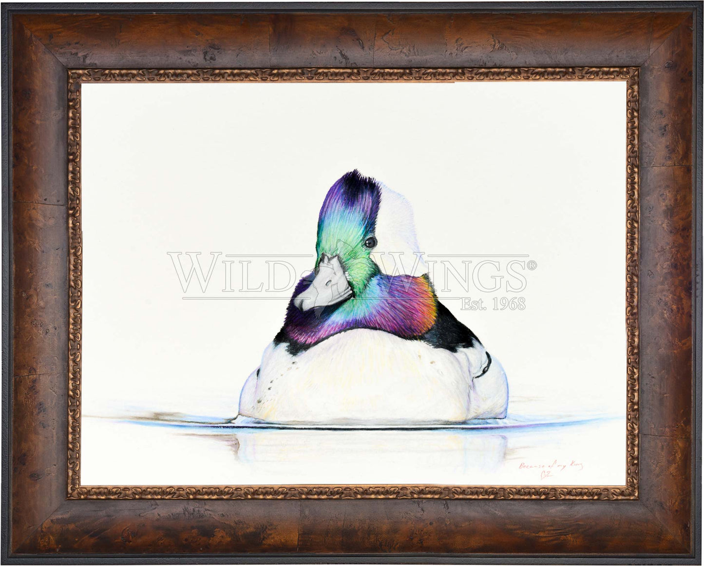 Bufflehead Study - Limited Edition Canvas