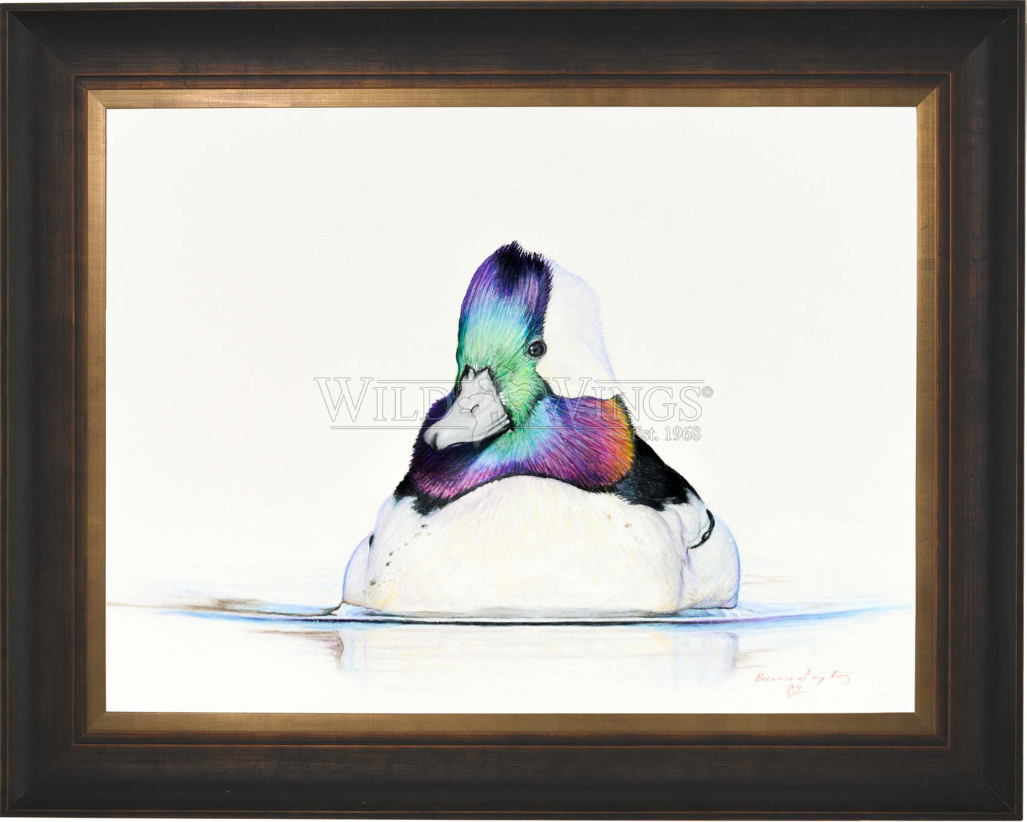 Bufflehead Study - Limited Edition Canvas