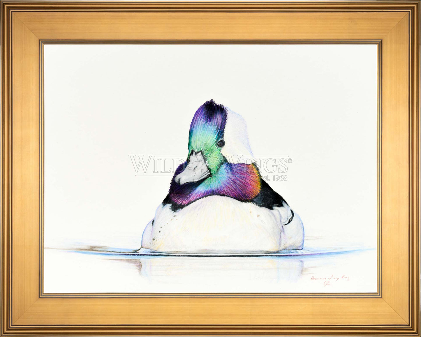 Bufflehead Study - Limited Edition Canvas
