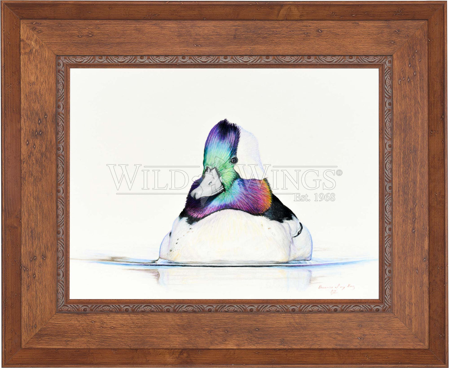 Bufflehead Study - Limited Edition Canvas