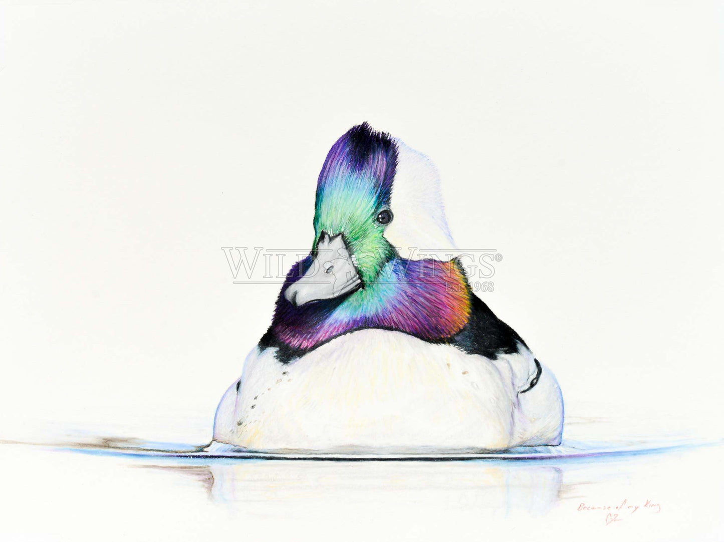 Bufflehead Study - Limited Edition Canvas