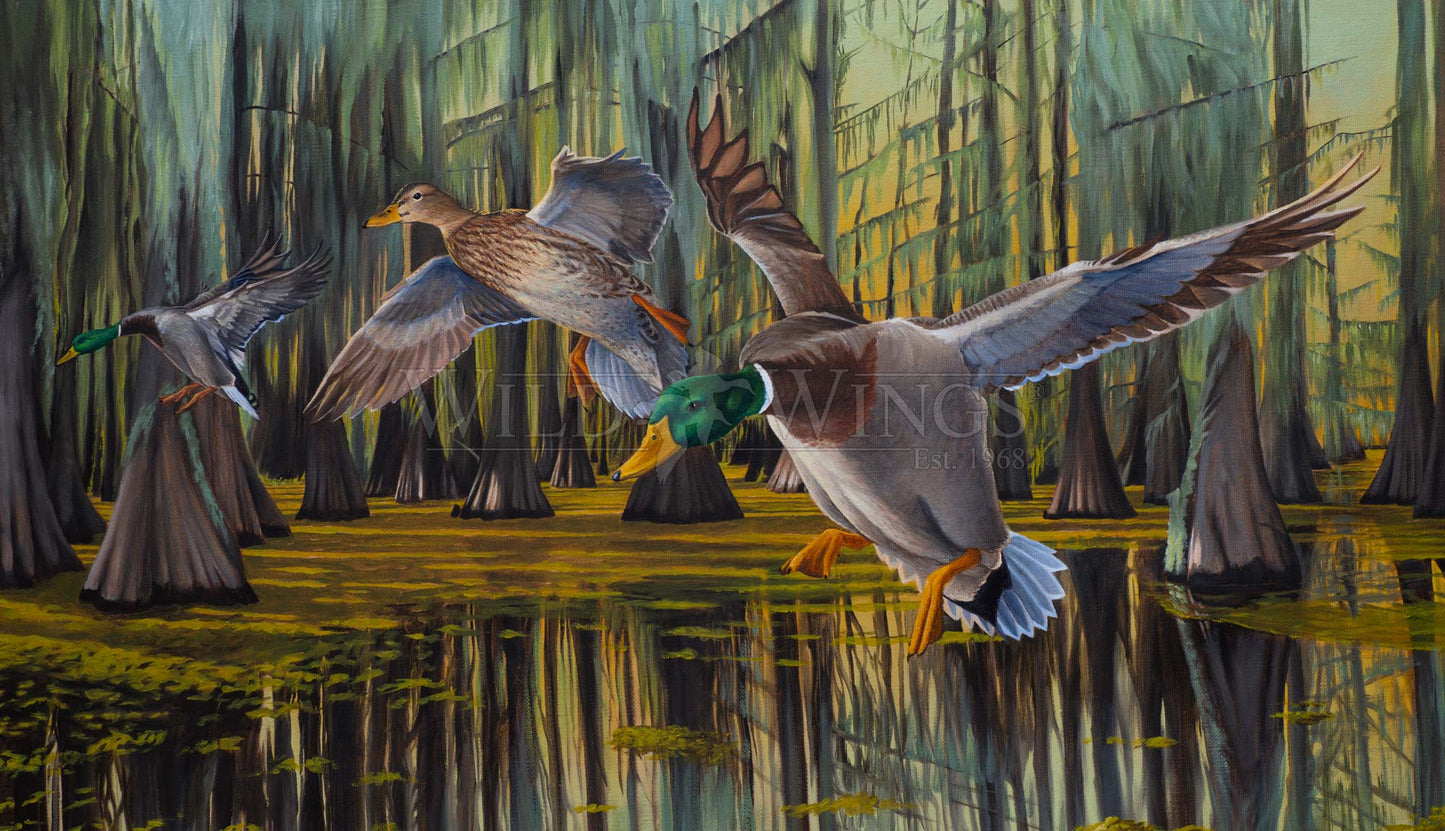 Timber Greenheads - Limited Edition Canvas