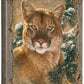 Caught by the Light - Cougar - 18" x 13" Gallery Wrapped Canvas