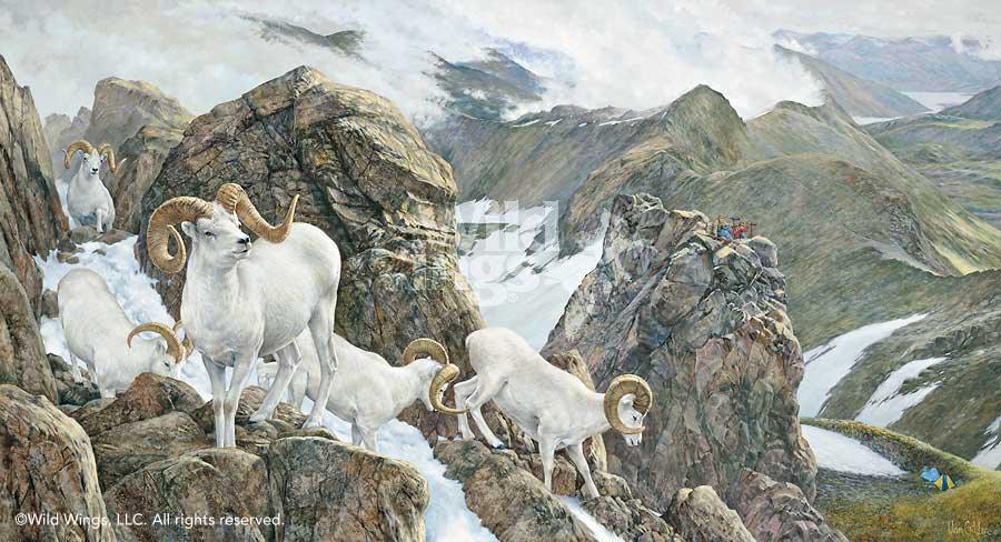 dall-sheep-art-print-the-high-life-by-ron-van-gilder-1913757070d_018fe301-fd32-4390-93ee-f86124fdb3dc.jpg
