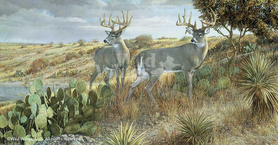 deer-art-cactus-country-by-ron-van-gilder-1913077065d_9774aaae-3f60-498b-ad94-3a4e5d4ad111.jpg