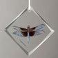 Widow Skimmer - Male - Diamond-Shaped Glass Ornament