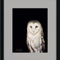 Barn Owl - Paper Print