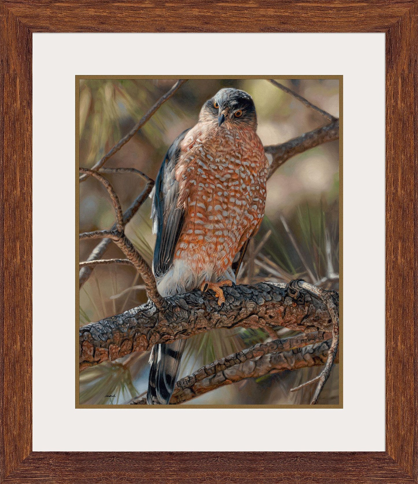Woodland Sniper—Cooper's Hawk - Limited Edition Paper