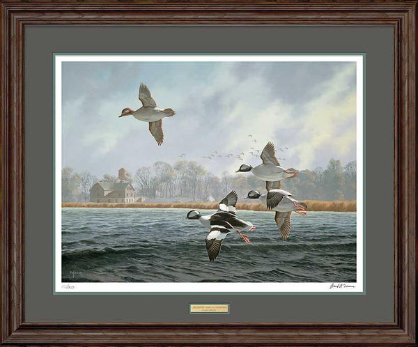Lake Minnetonka—Buffleheads - Limited Edition Paper