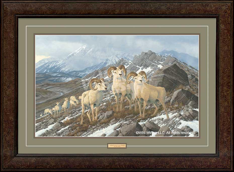 framed-dall-sheep-art-print-alpine-kings-by-michael-sieve-F780026470d.jpg