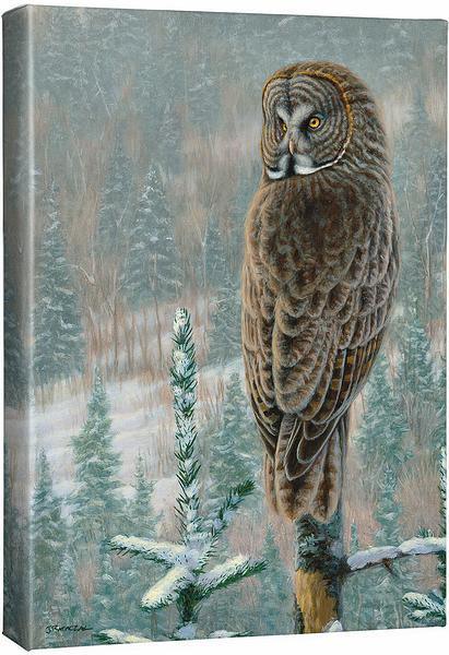 His Land - Great Gray Owl - 18" x 13" Gallery Wrapped Canvas