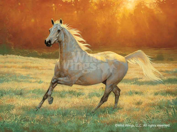 That's My Horse - Arabian Gray - Paper Print Paper Print from Wild