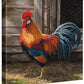 Leghorn - Light Brown Rooster - 14" x 14" Gallery Wrapped Canvas
