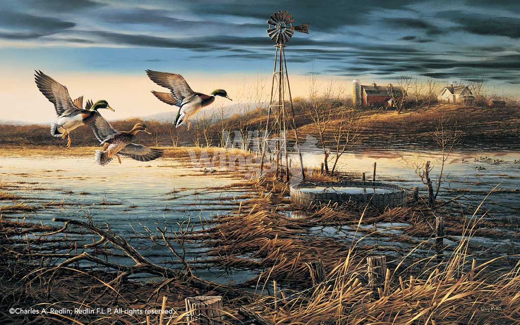 Spring Run—Off—Mallards - Encore Print Encore Print from Wild Wings