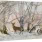 Morning Hoarfrost - Whitetail Deer - 13" x 18" Gallery Wrapped Canvas