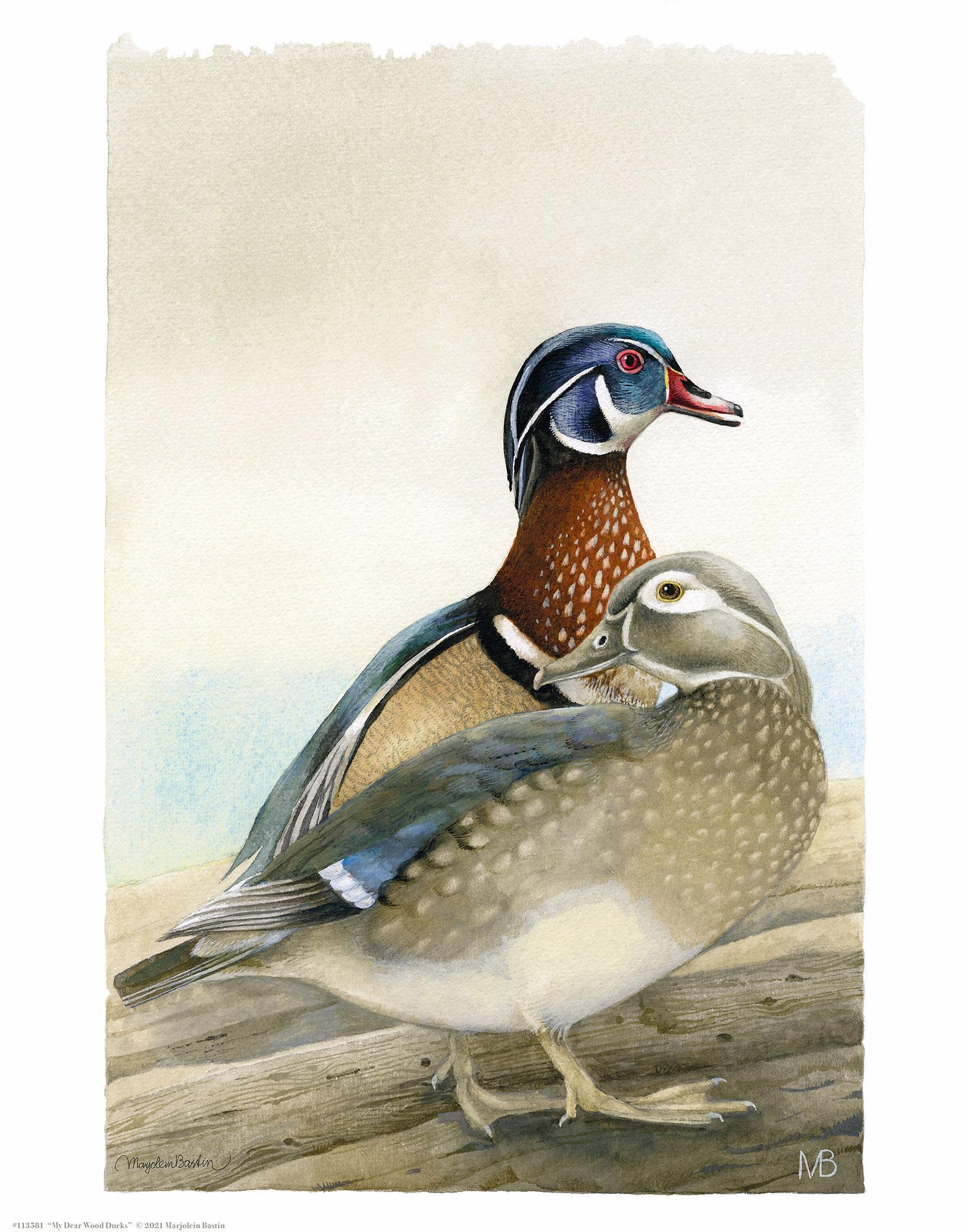 my-dear-wood-ducks14x11-apbastin-1058559505.jpg