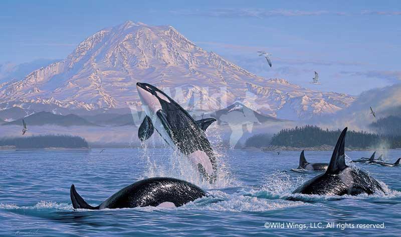 On the Pacific Rim—Orcas - Limited Edition Paper Limited Edition