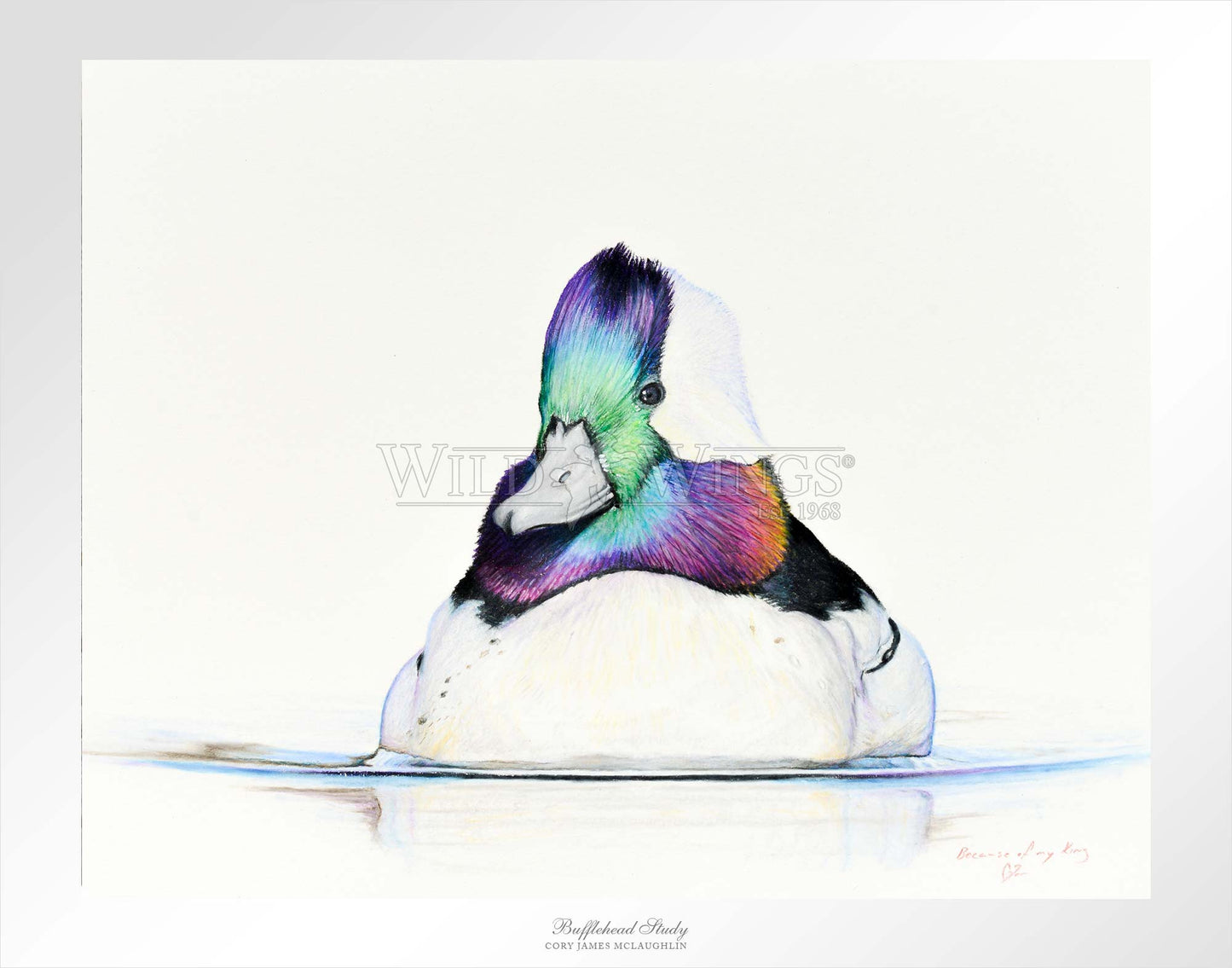 Bufflehead Study - Limited Edition Paper
