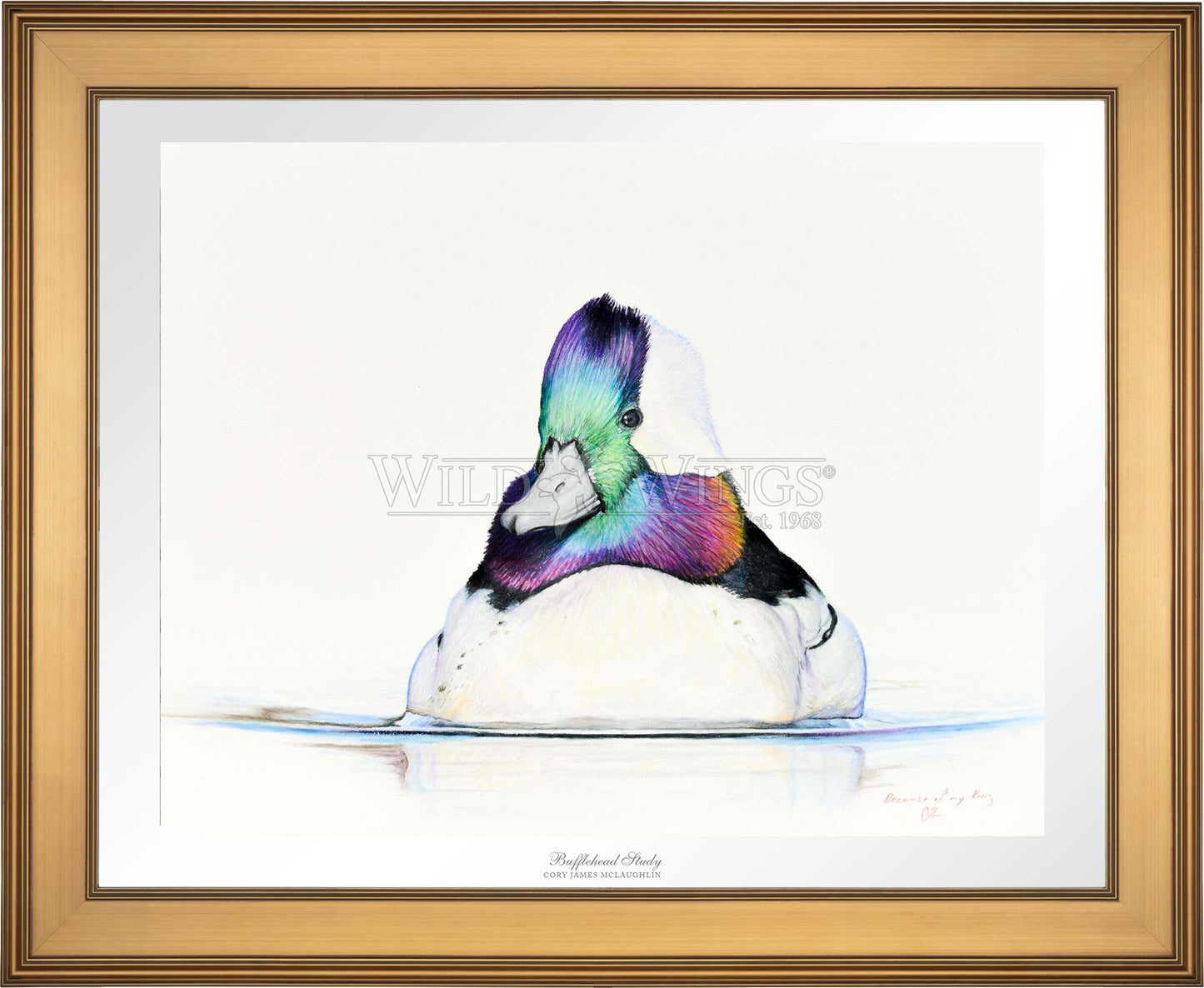 Bufflehead Study - Limited Edition Paper