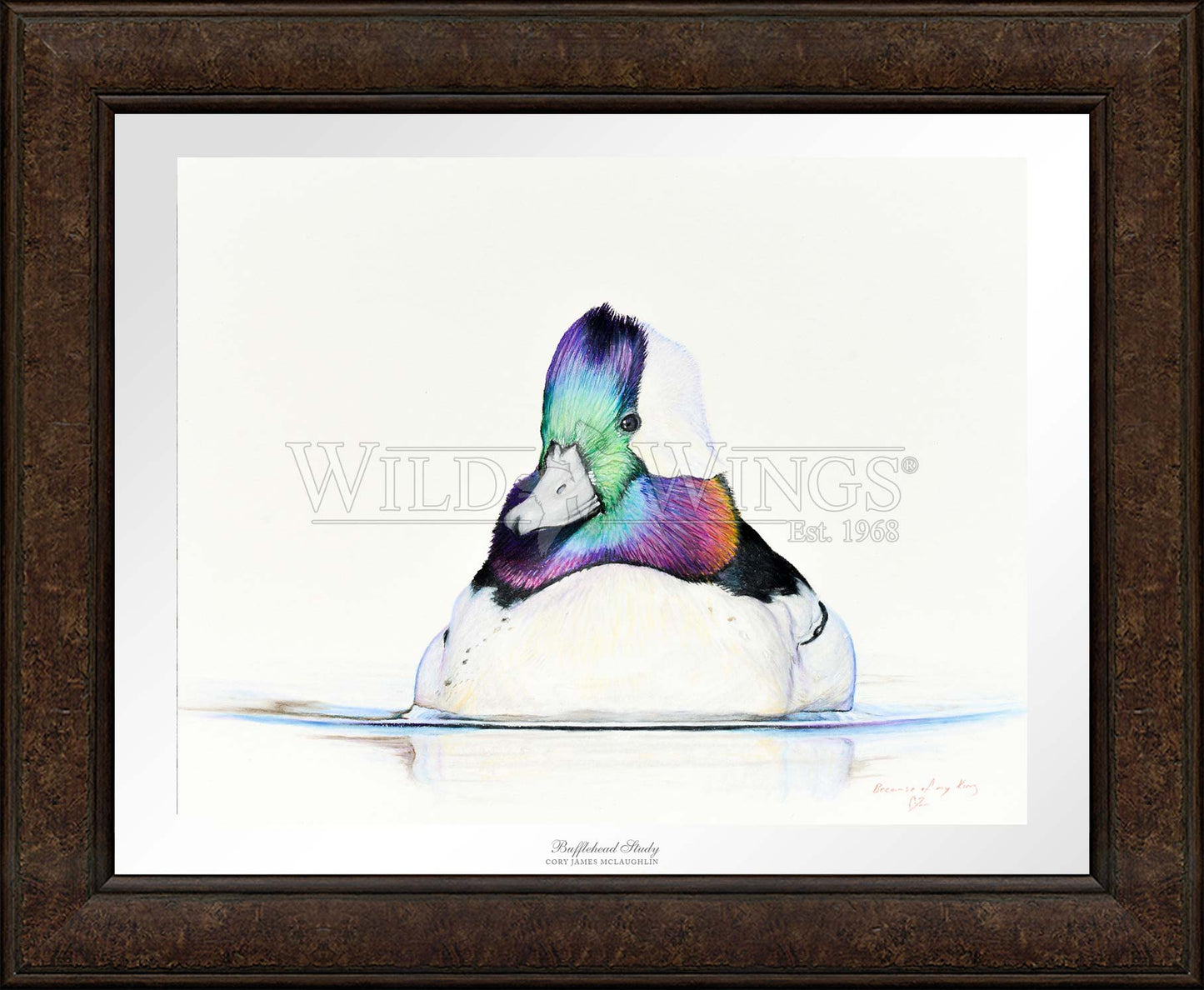 Bufflehead Study - Limited Edition Paper