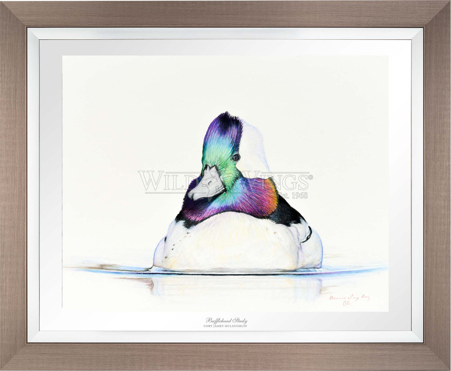 Bufflehead Study - Limited Edition Paper