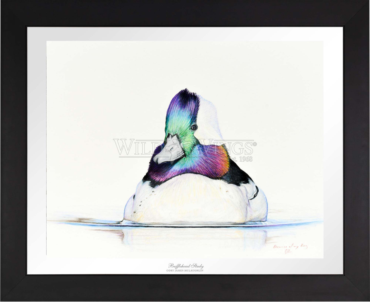 Bufflehead Study - Limited Edition Paper