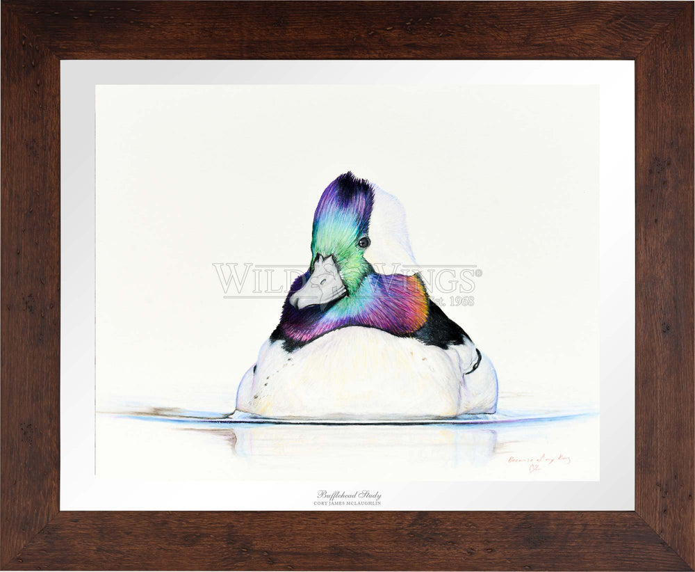 Bufflehead Study - Limited Edition Paper