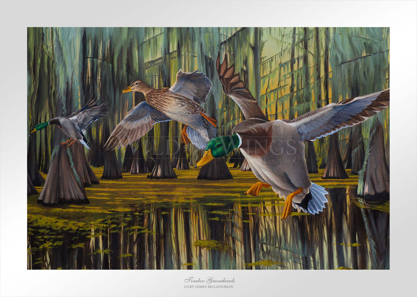 Timber Greenheads - Limited Edition Paper