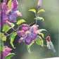 Passion for Pink - Anna's in Clematis - 14" x 14" Gallery Wrapped Canvas