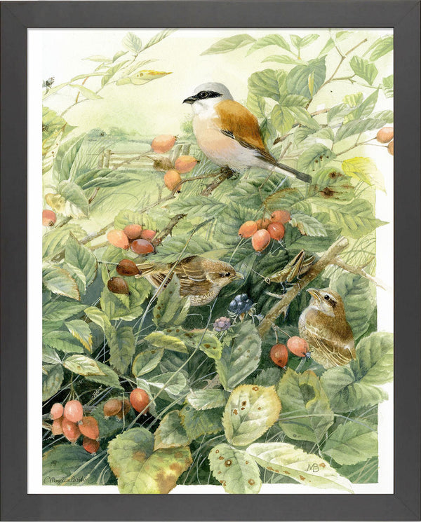 red-backed-shrike-anniversary-framed-print-F058660049B.jpg