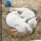 Sawdust Cradle - Baby Pigs - 14" x 14" Gallery Wrapped Canvas