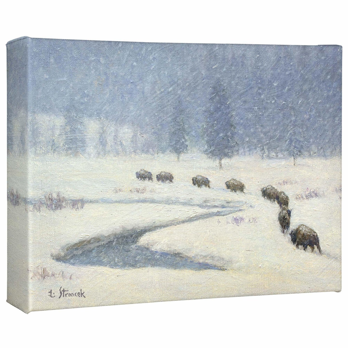 Snowbound—Bison - 9" x 12" Gallery Wrapped Canvas