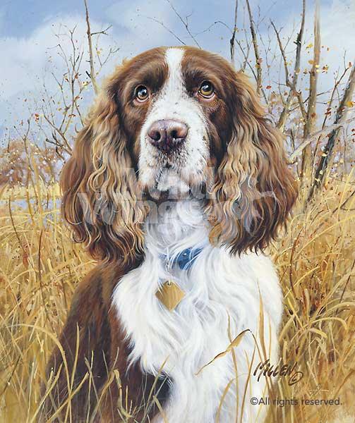 springer-spaniel-dog-art-print-by-jim-killen-1432750558d_c31bacfd-47e5-4ce8-838e-51a318a239fb.jpg