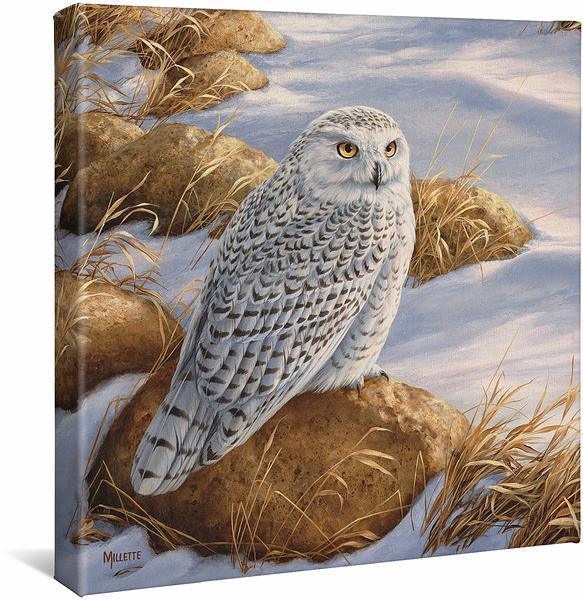 Stoney Outlook - Snowy Owl - 14" x 14" Gallery Wrapped Canvas