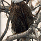 The Sentinel - Bald Eagle - 36" x 24" Gallery Wrapped Canvas
