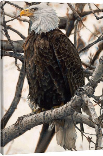 The Sentinel - Bald Eagle - 36" x 24" Gallery Wrapped Canvas