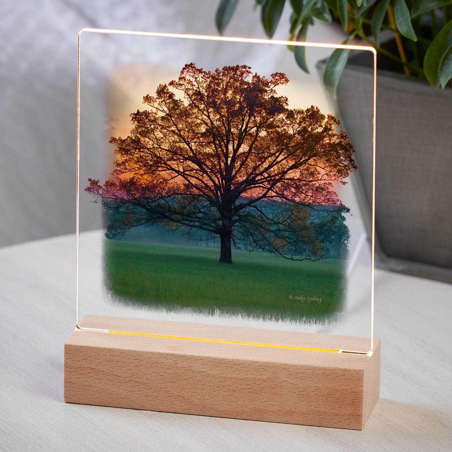 Twilight—Tree - Acrylic Night Light