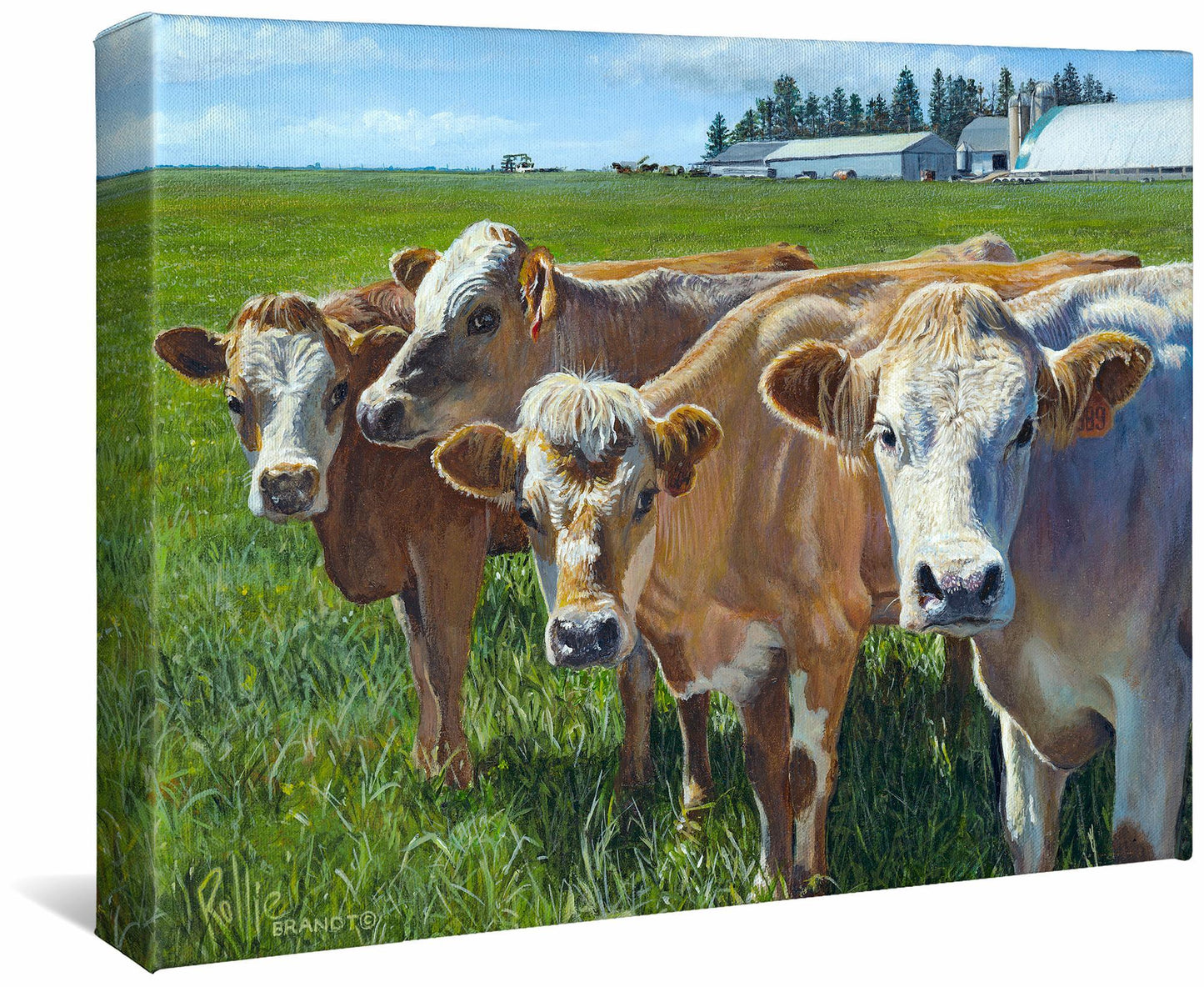 Udder Curiosity—Cows - 11" x 14" Gallery Wrapped Canvas