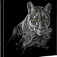 Watchful Eyes - Cougar - 14" x 14" Gallery Wrapped Canvas