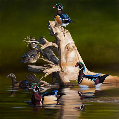 When the Water was Low Limited Edition Canvas - Official Ducks Unlimited Art