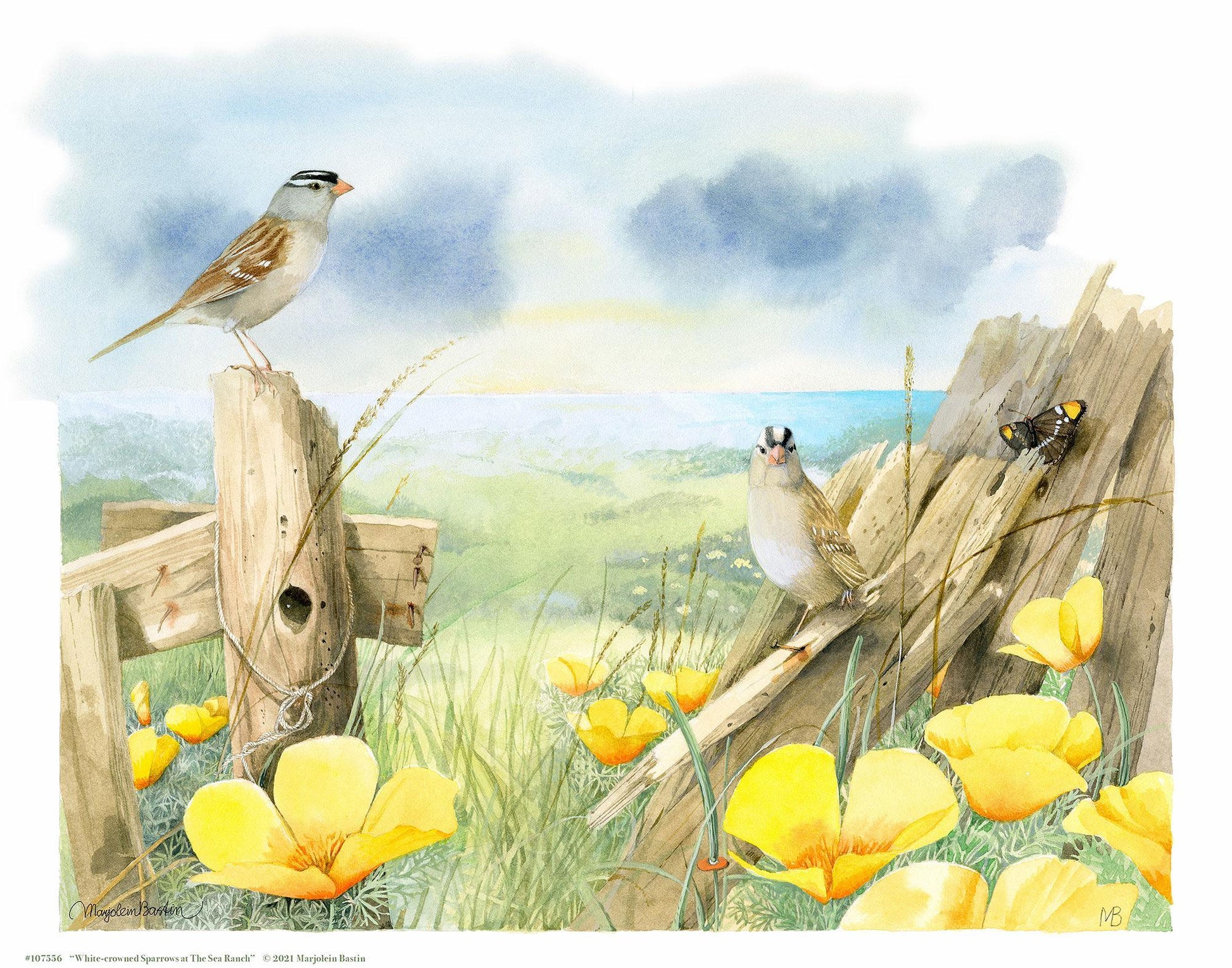 white-crowned-sparrows-at-sea-ranch-art-collection-1058920049IG.jpg