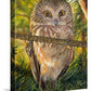 Who, Me?—Northern Saw-whet Owl - 14" x 11" Gallery Wrapped Canvas