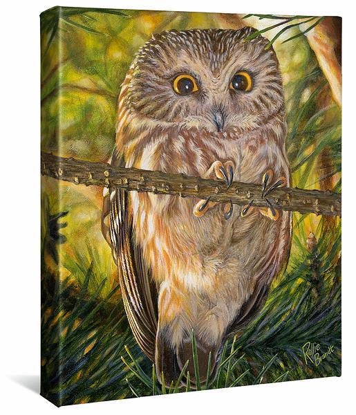 Who, Me?—Northern Saw-whet Owl - 14" x 11" Gallery Wrapped Canvas