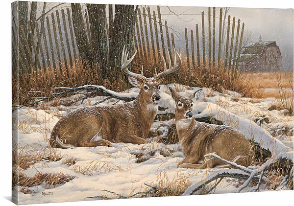 Windbreak Refuge - Whitetail Deer - 24" x 36" Gallery Wrapped Canvas